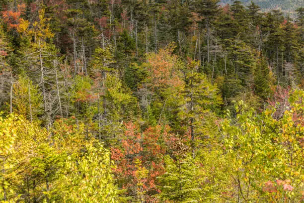 trees at white Mountains national forest in Indian summer colors , New Hampshire