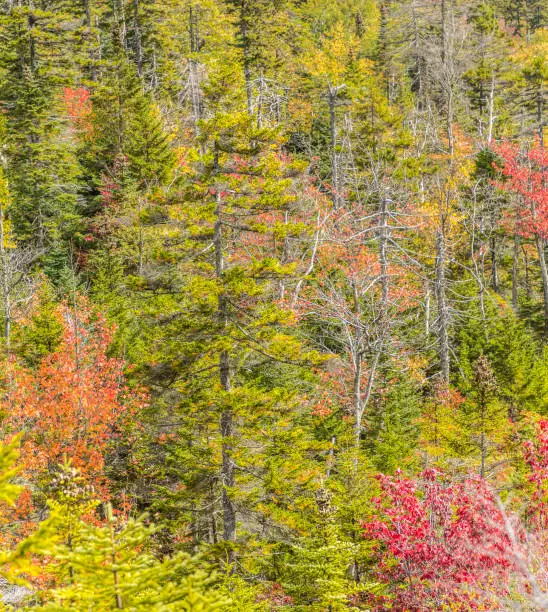 trees at white Mountains national forest in Indian summer colors , New Hampshire