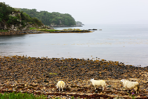 Sheep on the beach at Loch Eishort, Isle of Skye, Scotland. Rainy Day.