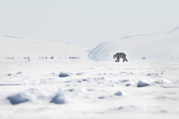 istock Fata Mortgana and Polar Bear 857678642