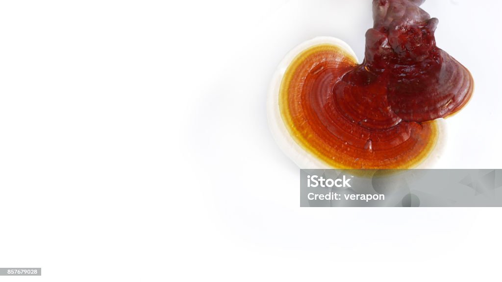Ganoderma Red Red Ganoderma On White Background Stock Photo - Download Image Now ...