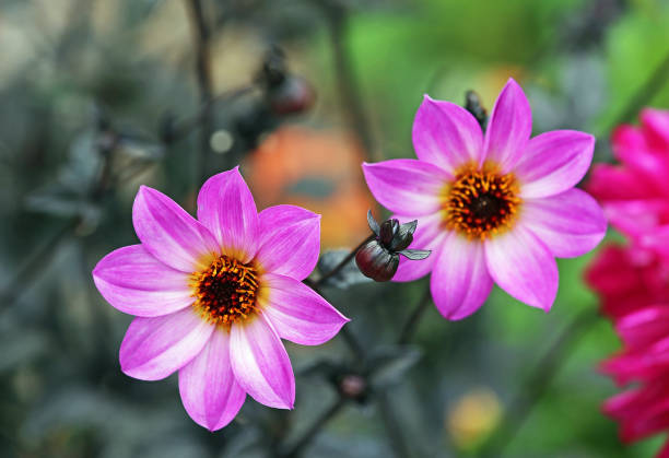 istock Dahlia 