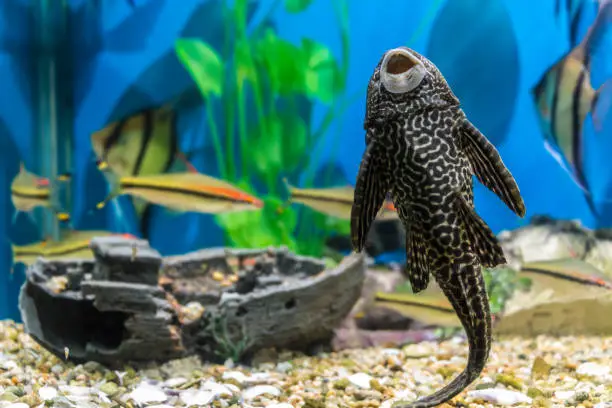 Photo of Fish in the aquarium