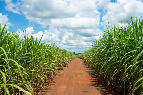 route coupée par le milieu de la ferme de la canne à sucre. - road long dirt footpath photos et images de collection