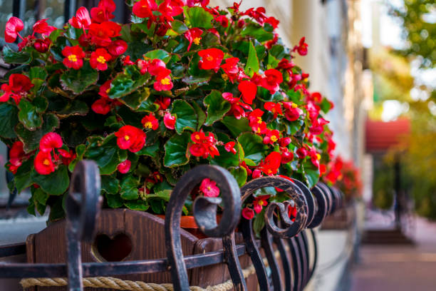 colorful flower pot with red begonias - ornamental garden europe flower bed old fashioned imagens e fotografias de stock