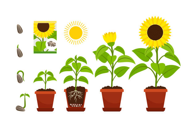 해바라기 콩나물입니다. 해바라기 모 종 냄비에 쏘고 - sunflower nature environment environmental conservation stock illustrations