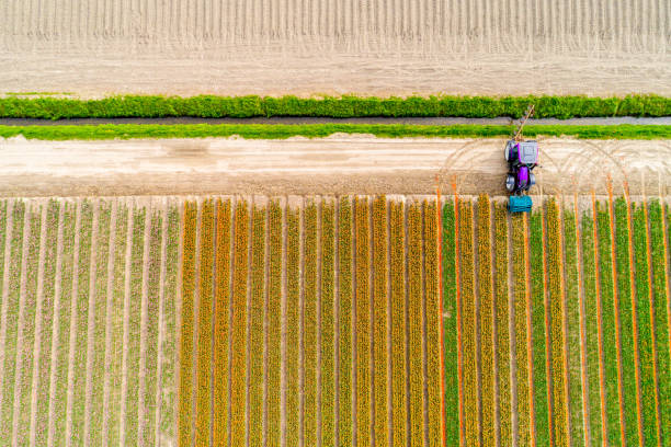 istock Tractor working on the tulip field 857689580
