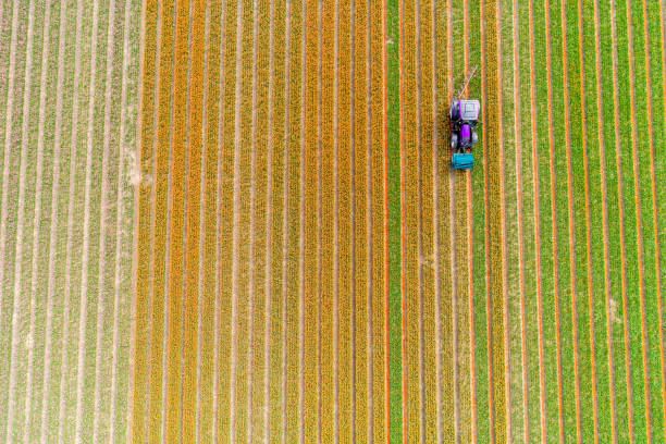 istock Tractor working on the tulip field 857689990