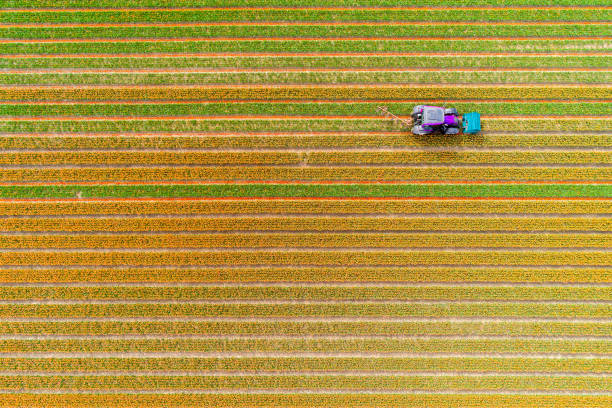 istock Tractor working on the tulip field 857692192