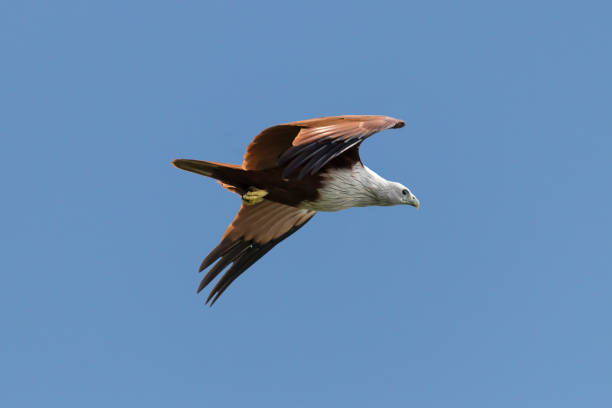 istock Haliastur indus or red backed sea eagle Kerala India 857692440