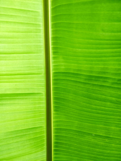 istock banana leaf close up texture background photography 857692578