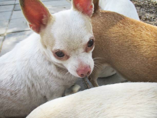 Chihuahua Dog Stock Photo - Download Image Now - 1980-1989, Animal