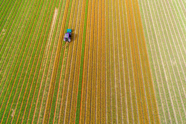 istock Tractor working on the tulip field 857692618