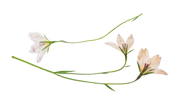istock Pressed and dried flowers campanula, isolated 857693018