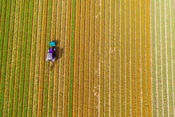 istock Tractor working on the tulip field 857693062