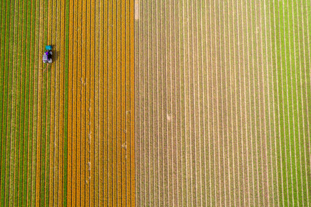 istock Tractor working on the tulip field 857695366