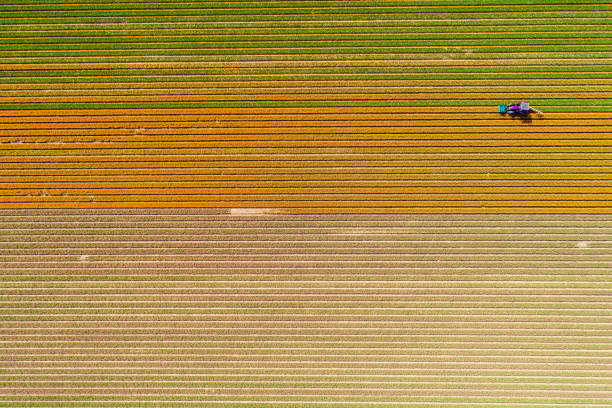 istock Tractor working on the tulip field 857695740