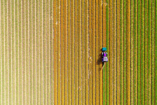 istock Tractor working on the tulip field 857696014