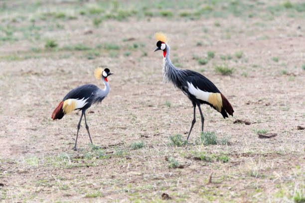 istock Wild crowned crane in Tanzania 857696100
