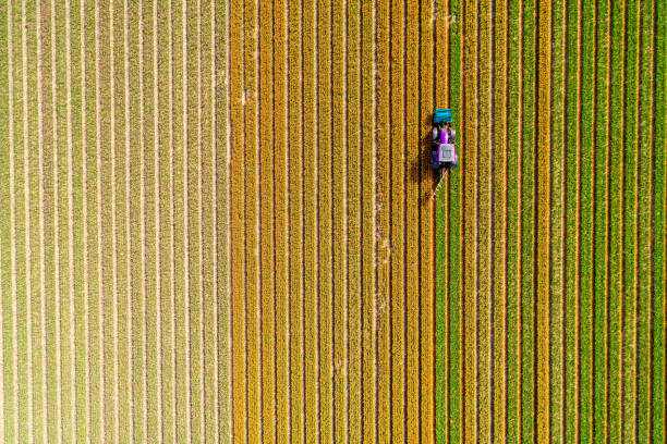 Tractor working on the tulip field