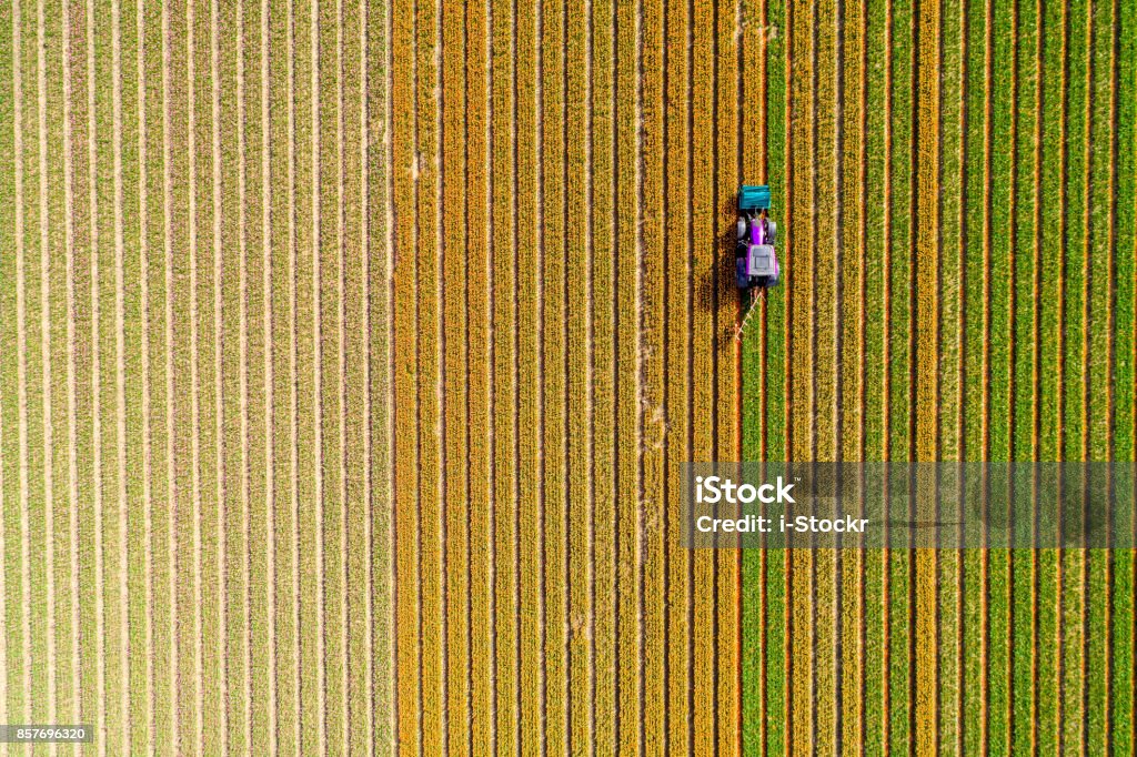 Trator trabalhando no campo de tulipa - Foto de stock de Vista Aérea royalty-free