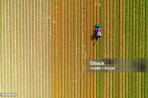 Foto de Trator Trabalhando No Campo De Tulipa e mais fotos de stock de Vista Aérea - Vista Aérea, Agricultura, Campo