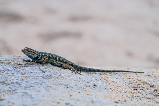 Characterized by its blue ventral Abdomen, the Western Fence Lizard is also known as the Blue Belly. Due to its blue ventral abdomen, it is also known as the Blue Belly Lizard.