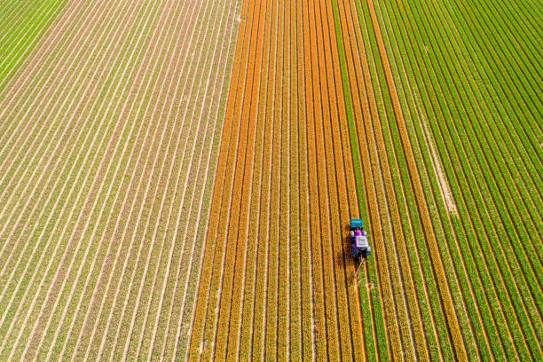 istock Tractor working on the tulip field 857696676