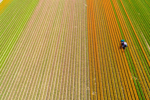 istock Tractor working on the tulip field 857697082