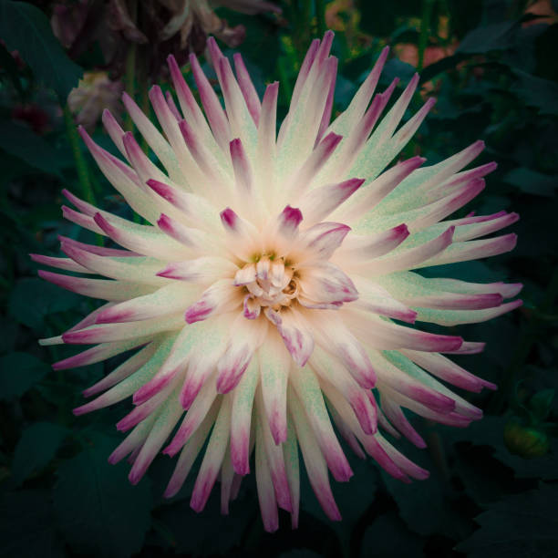 istock White flower blossom with violet spikes closeup 857699528
