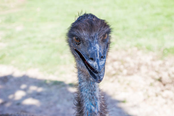 istock Closeup emu portrait face 857699742