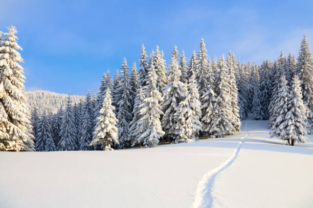 istock On the lawn covered with white snow there is a trampled path that lead to the dense forest in nice winter day. 857700800