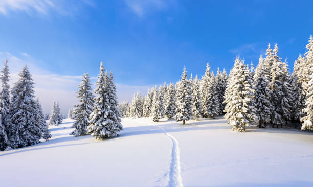istock On the lawn covered with white snow there is a trampled path that lead to the dense forest in nice winter day. 857701460