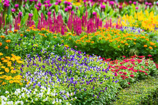 colorful flower in the garden.