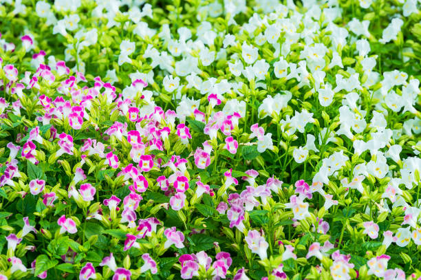 istock Colorful Torenia Fournieri 857704572