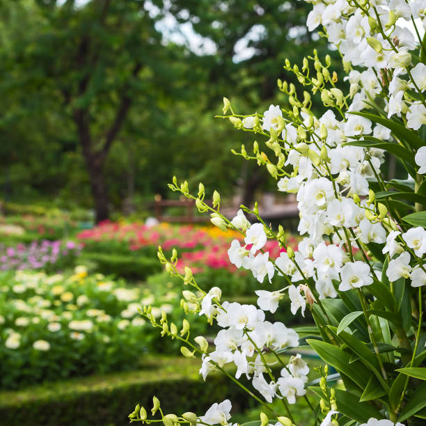 White orchid in the garden.