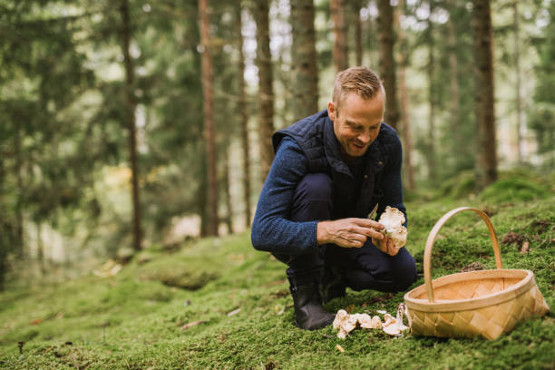 Man picking mushroom in the forest chanterelle and yellowfoot Man picking mushroom in the forest chanterelle and yellowfoot  hedgehog mushroom stock pictures, royalty-free photos & images