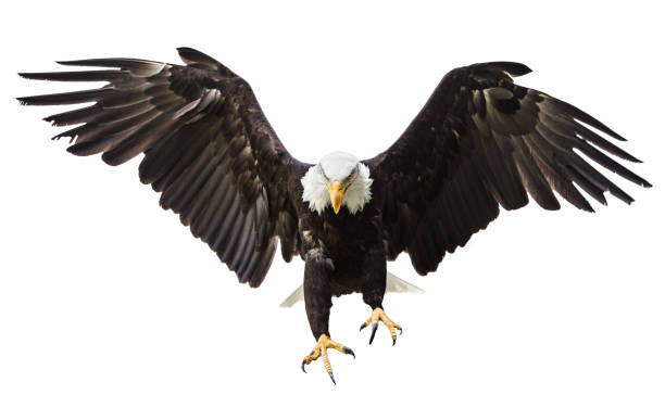 Bald Eagle flying with American flag Flying North American Bald Eagle with American flag. accipitridae photos stock pictures, royalty-free photos & images