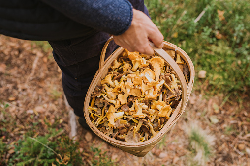 Man picking mushroom in the forest chanterelle and yellowfoot in full basket