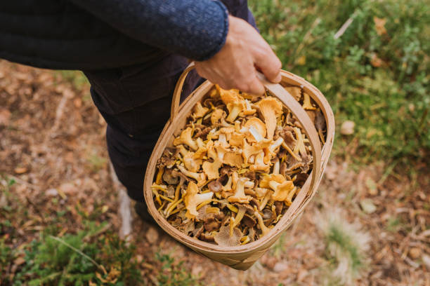 Man picking mushroom in the forest chanterelle and yellowfoot in full basket Man picking mushroom in the forest chanterelle and yellowfoot in full basket cantharellus tubaeformis stock pictures, royalty-free photos & images