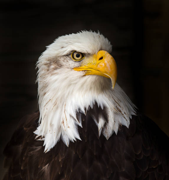 Portrait of a bald eagle (haliaeetus leucocephalus