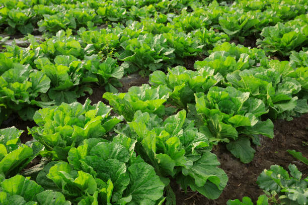 istock chinese cabbage crops in growth at field 857711666