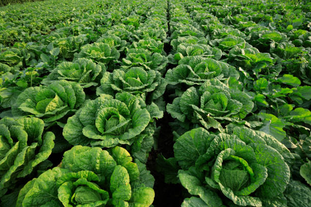 istock chinese cabbage crops in growth at field 857712254