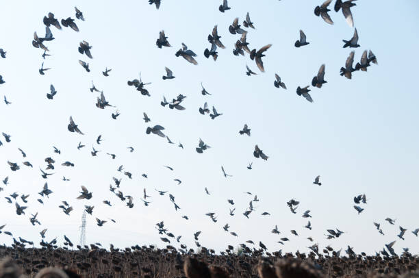 istock The flying flock of pigeons 857715534