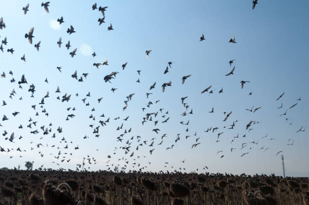 istock The flying flock of pigeons 857715582