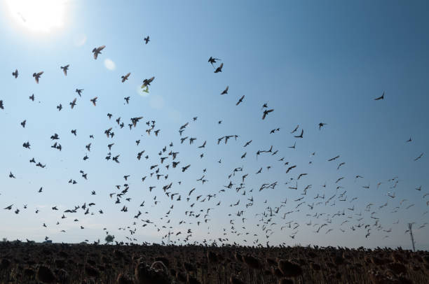 istock The flying flock of pigeons 857715638