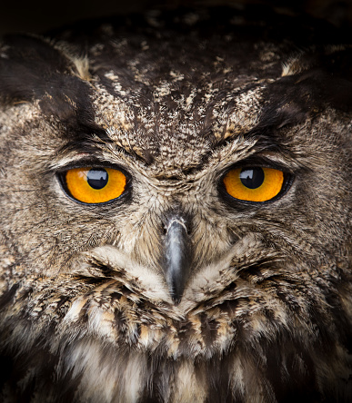 Face portrait of Eagle Owl, Bubo bubo, close-up.