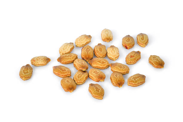 thumbnail image 2 of 20 Long Bitter Melon Seeds (Bitter Gourd) - Green Garden Seeds - Easy Grow, Climbing Vine 2 of 6
