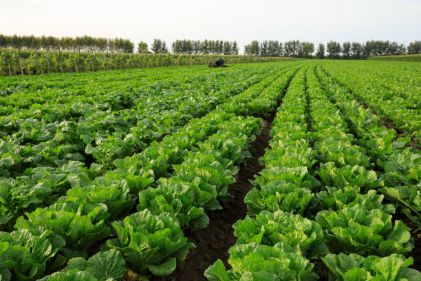 istock chinese cabbage crops in growth at field 857716596