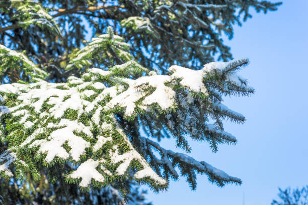 istock White christmas background, fir trees in snow, winter scene 857717280